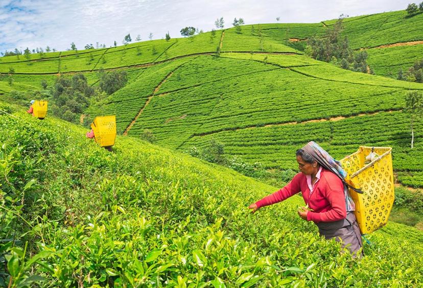 Lush Ceylon tea plantation hills in Nuwara Eliya