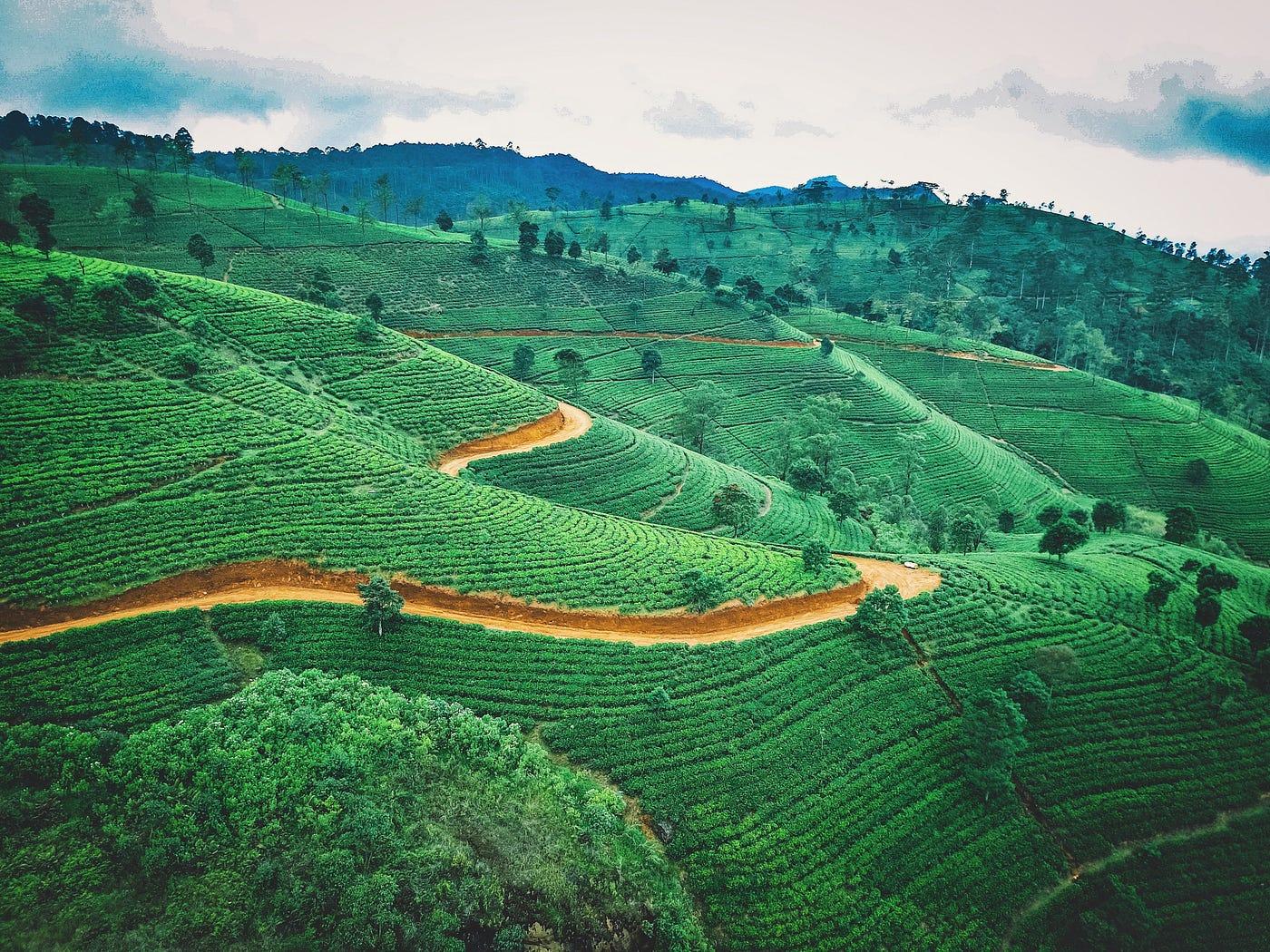 Ceylon tea plantation hills in Sri Lanka