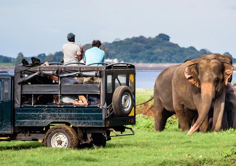 Wild elephants at Yala National Park Sri Lanka